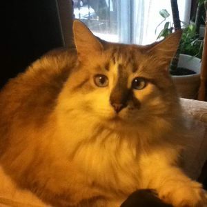 Meet your Posher, Lucky